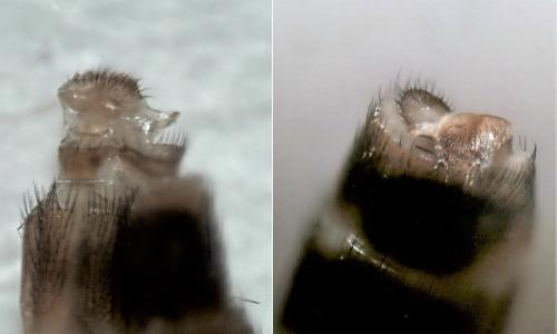 Rymosia sp.